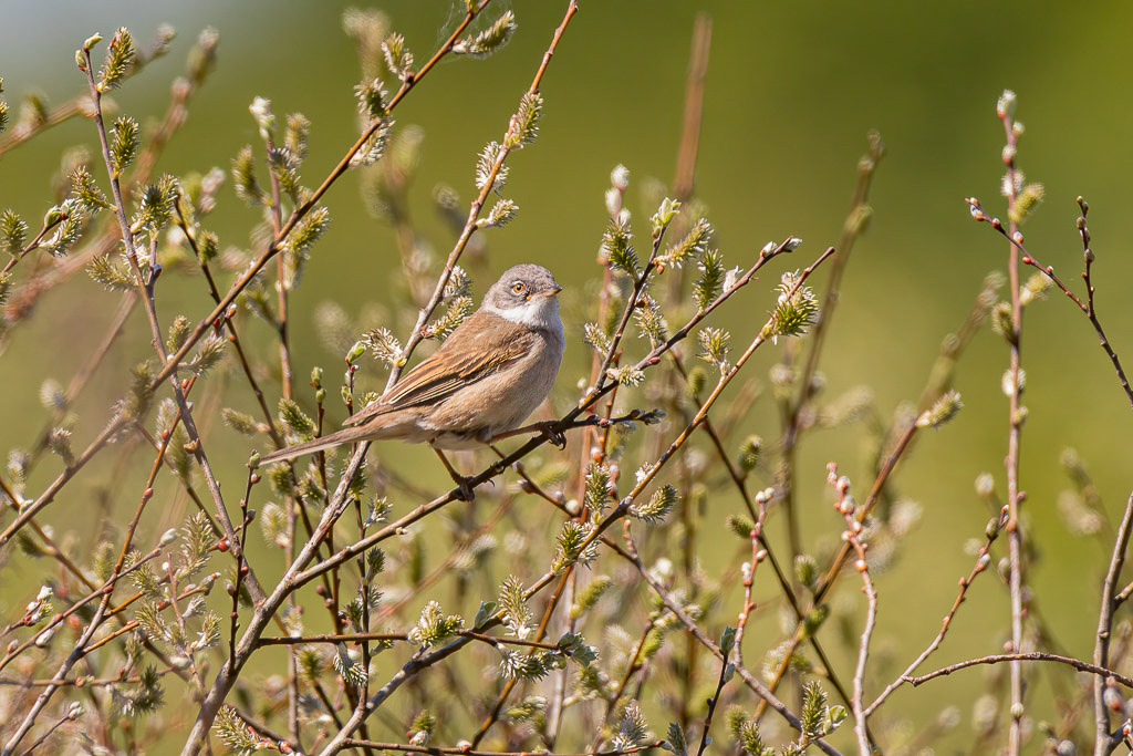 Canon EOS R - 60-600mm F4.5-6.3 DG OS HSM | Sports 018 +1.4x @ 840 mm - 1/800 Sek. bei f / 9,0 - ISO 640