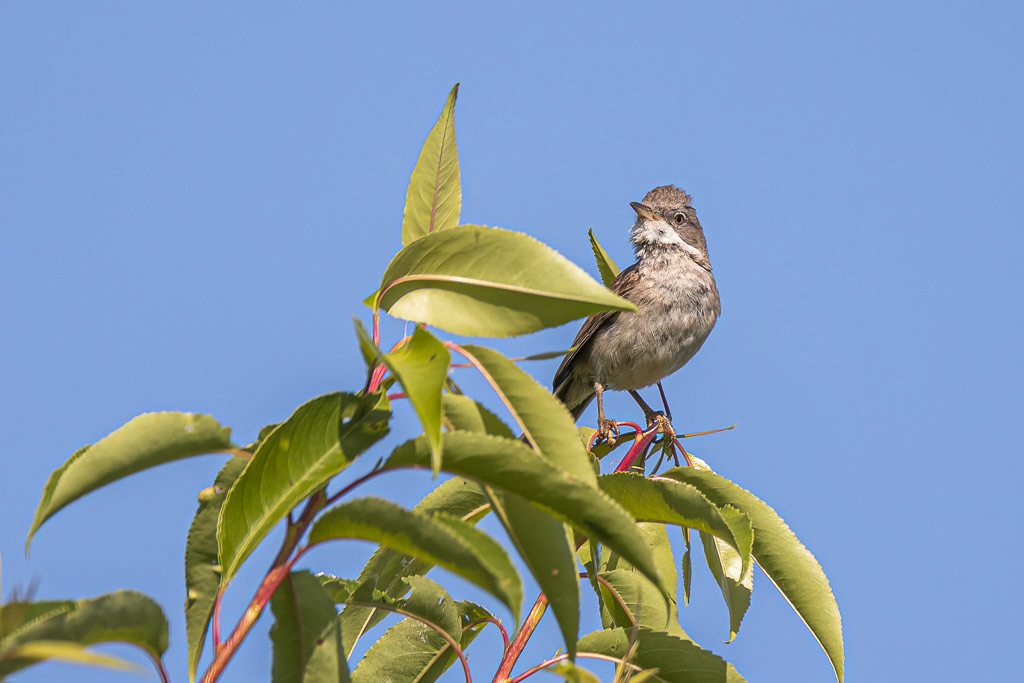 Canon EOS R - 60-600mm F4.5-6.3 DG OS HSM | Sports 018 +1.4x @ 840 mm - 1/1000 Sek. bei f / 9,0 - ISO 800