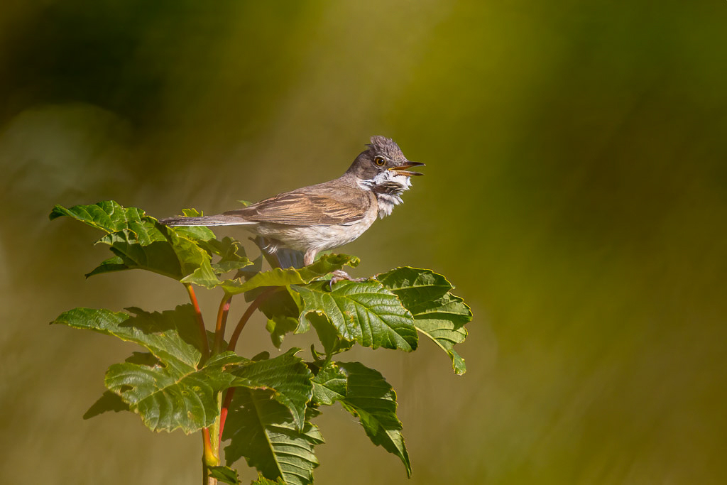 Canon EOS R - 60-600mm F4.5-6.3 DG OS HSM | Sports 018 +1.4x @ 840 mm - 1/1000 Sek. bei f / 9,0 - ISO 800