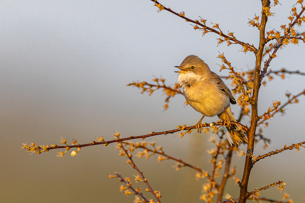 Canon EOS R5 - EF600mm f/4L IS III USM +1.4x III @ 840 mm - 1/640 Sek. bei f / 7,1 - ISO 500