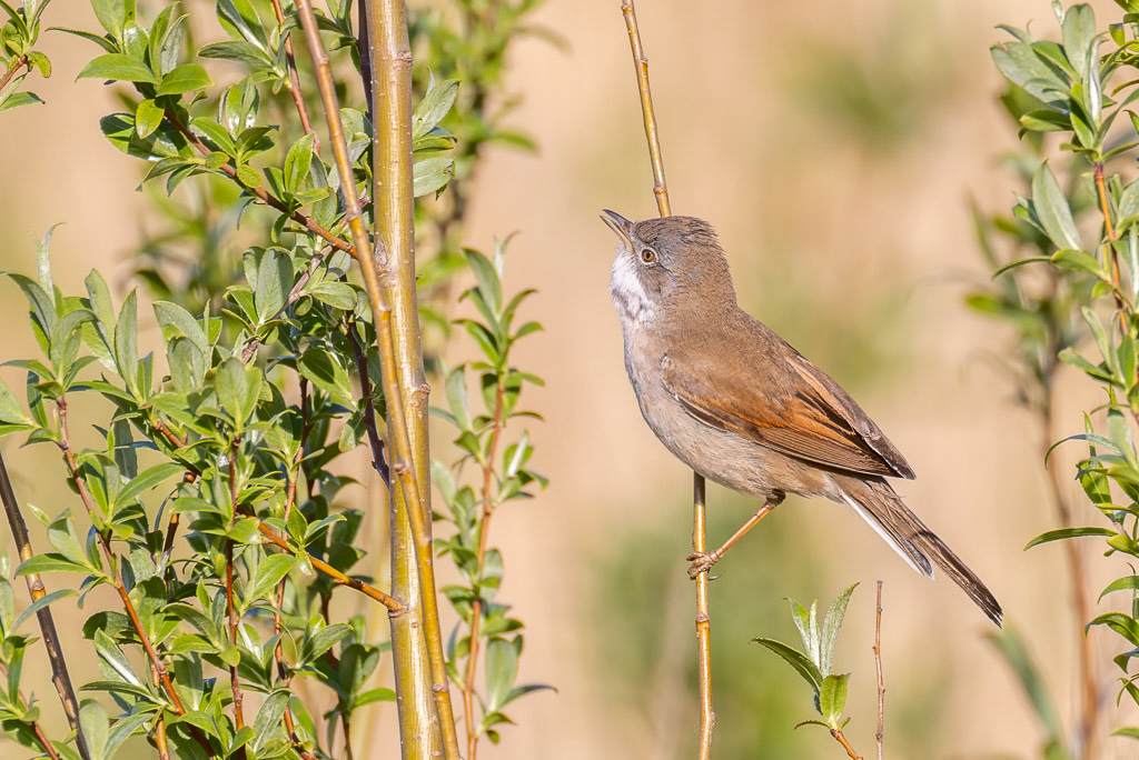 Canon EOS R5 - EF600mm f/4L IS III USM +1.4x III @ 840 mm - 1/800 Sek. bei f / 8,0 - ISO 400