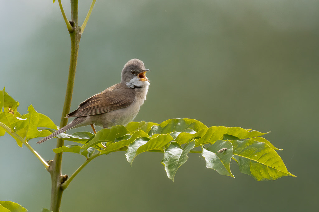 Canon EOS R5 - EF600mm f/4L IS III USM +1.4x III @ 840 mm - 1/800 Sek. bei f / 10 - ISO 1000