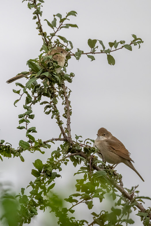 Canon EOS R7 - RF100-500mm F4.5-7.1 L IS USM + EXTENDER RF1.4x @ 420 mm - 1/1000 Sek. bei f / 9,0 - ISO 2500