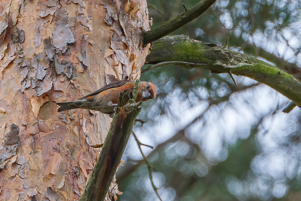 Canon EOS-1D Mark III - EF500mm f/4L IS USM +1.4x @ 700 mm - 1/160 Sek. bei f / 8,0 - ISO 400