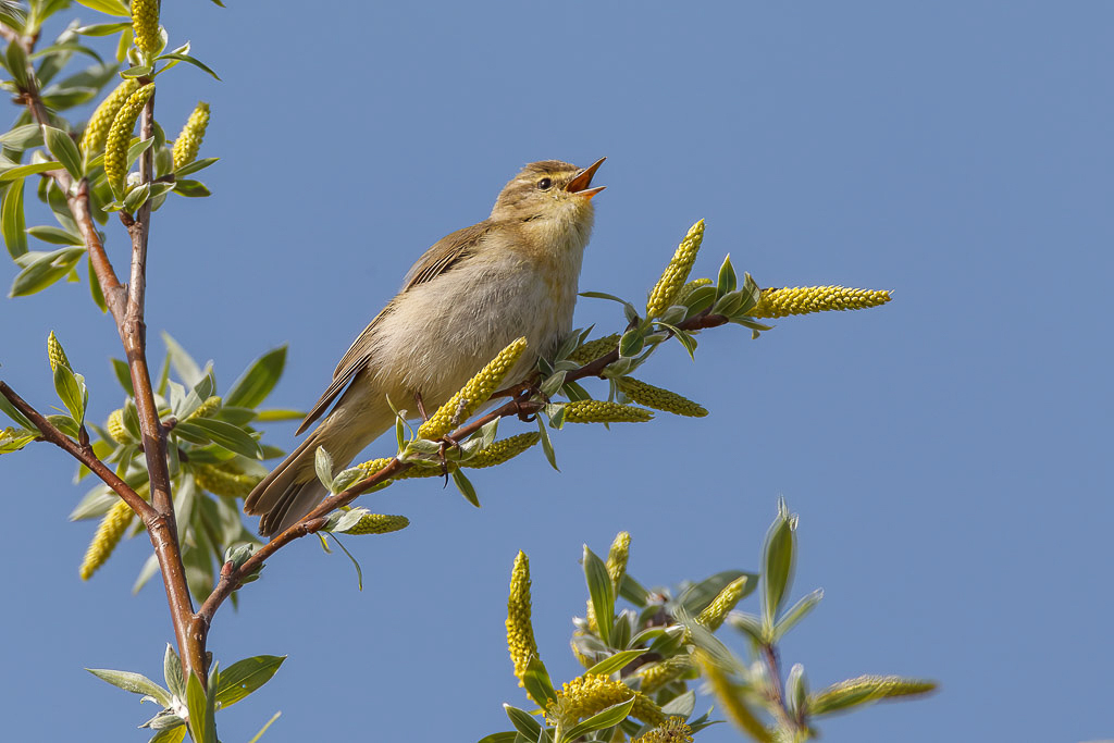 Canon EOS-1D Mark IV - EF600mm f/4L IS USM +1.4x @ 840 mm - 1/1000 Sek. bei f / 8,0 - ISO 400
