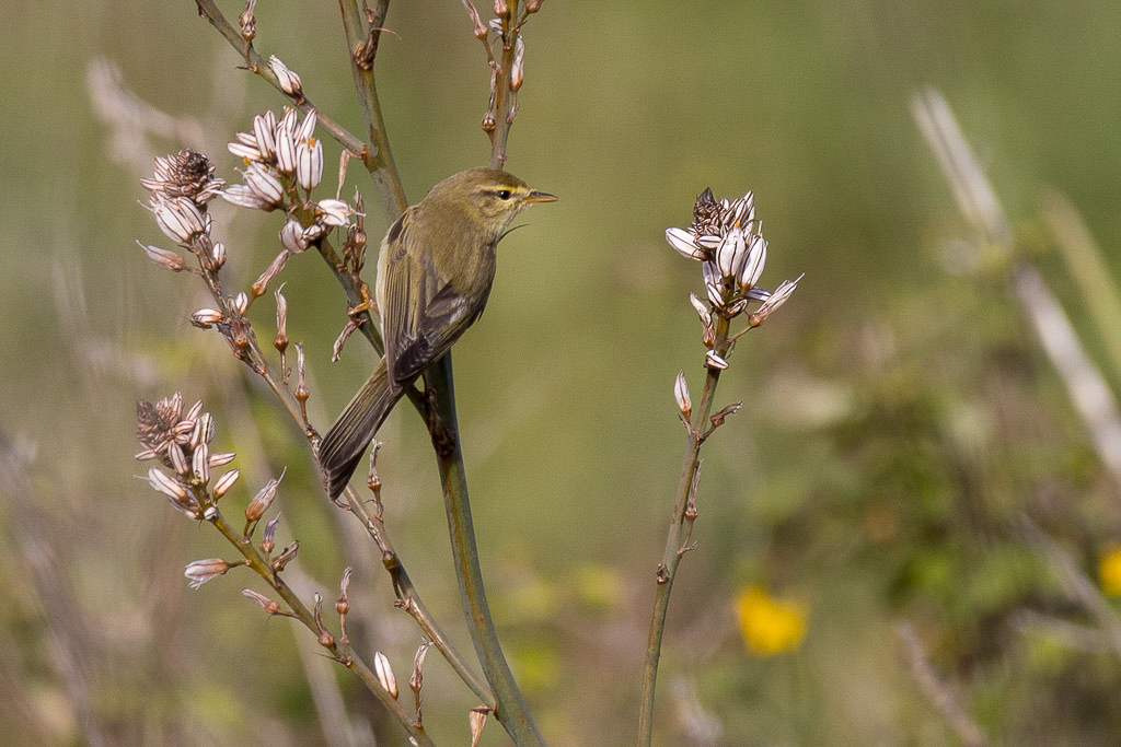 Canon EOS R - 60-600mm F4.5-6.3 DG OS HSM | Sports 018 +1.4x @ 840 mm - 1/800 Sek. bei f / 9,0 - ISO 640