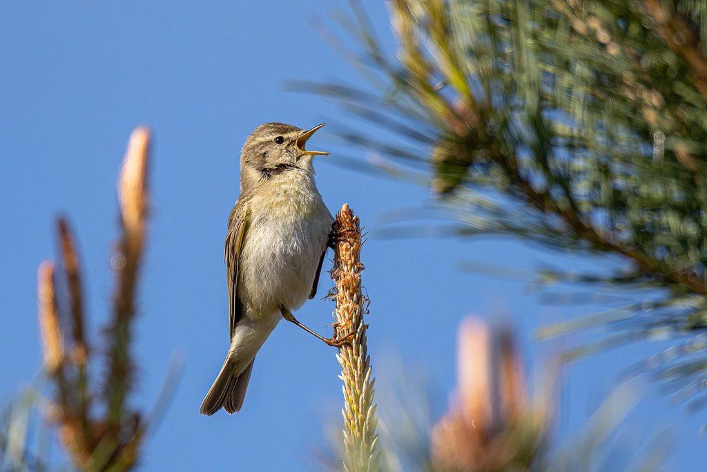 Canon EOS R - 60-600mm F4.5-6.3 DG OS HSM | Sports 018 +1.4x @ 840 mm - 1/1000 Sek. bei f / 9,0 - ISO 500