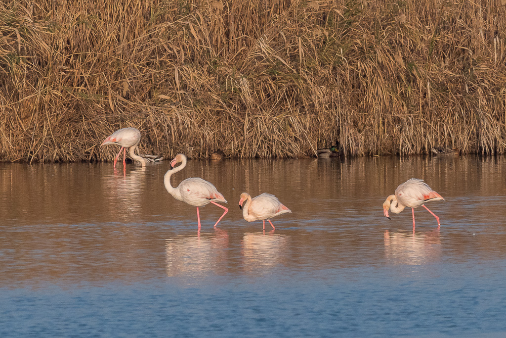 E-M1MarkII - M.300mm F4.0 + MC-14 - 1/2000 Sek. bei f / 6,3 - ISO 800