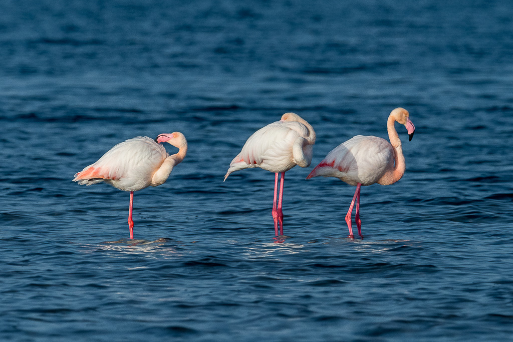 E-M1MarkII - M.300mm F4.0 + MC-14 - 1/3200 Sek. bei f / 6,3 - ISO 800