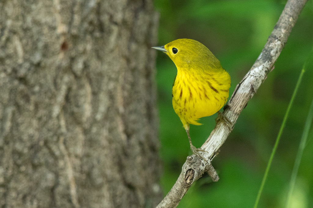 Canon EOS 7D Mark II - EF600mm f/4L IS II USM +1.4x III @ 840 mm - 1/160 Sek. bei f / 6.3 - ISO 1600