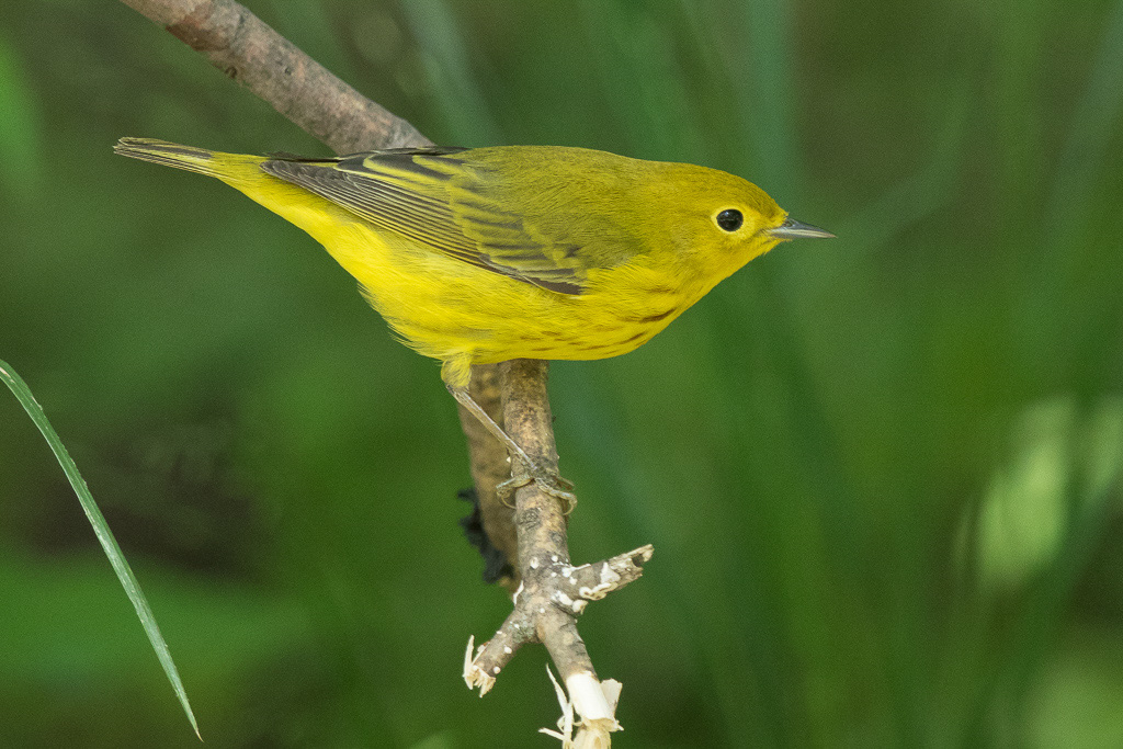 Canon EOS 7D Mark II - EF600mm f/4L IS II USM +1.4x III @ 840 mm - 1/160 Sek. bei f / 6.3 - ISO 1600