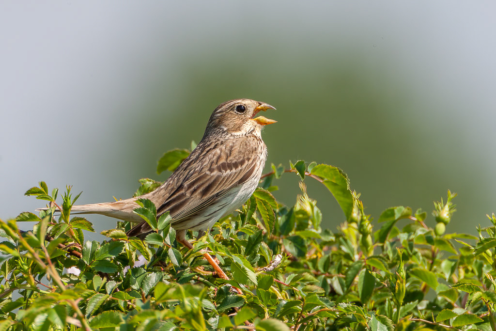 Canon EOS-1D Mark IV - EF600mm f/4L IS II USM +1.4x @ 840 mm - 1/1000 Sek. bei f / 9,0 - ISO 400
