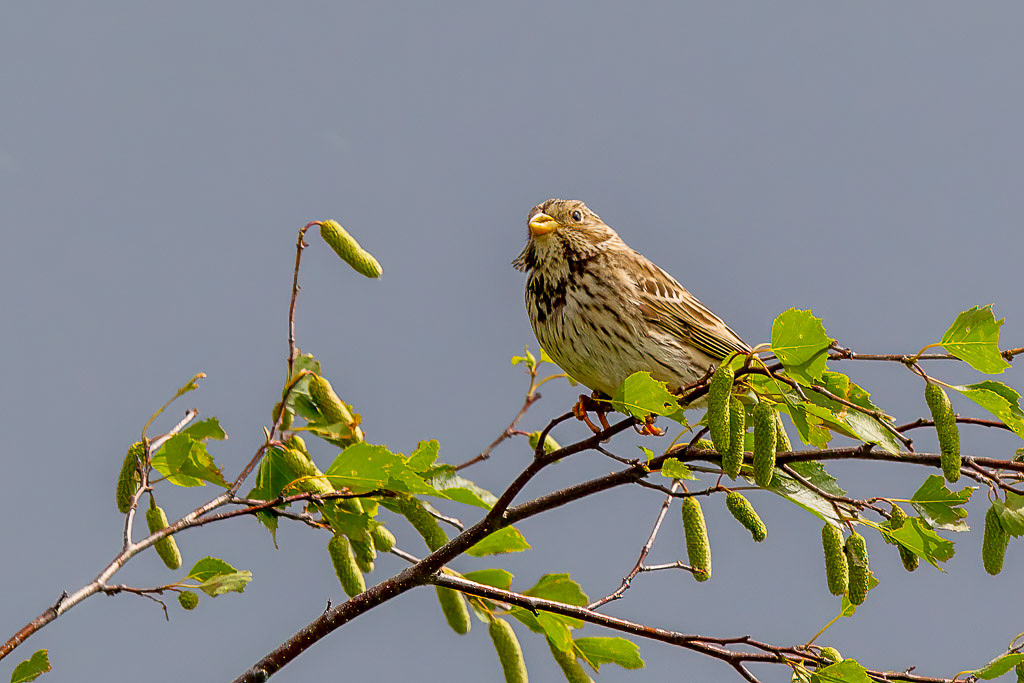 Canon EOS-1D Mark IV - EF600mm f/4L IS II USM +1.4x @ 840 mm - 1/1000 Sek. bei f / 9,0 - ISO 400