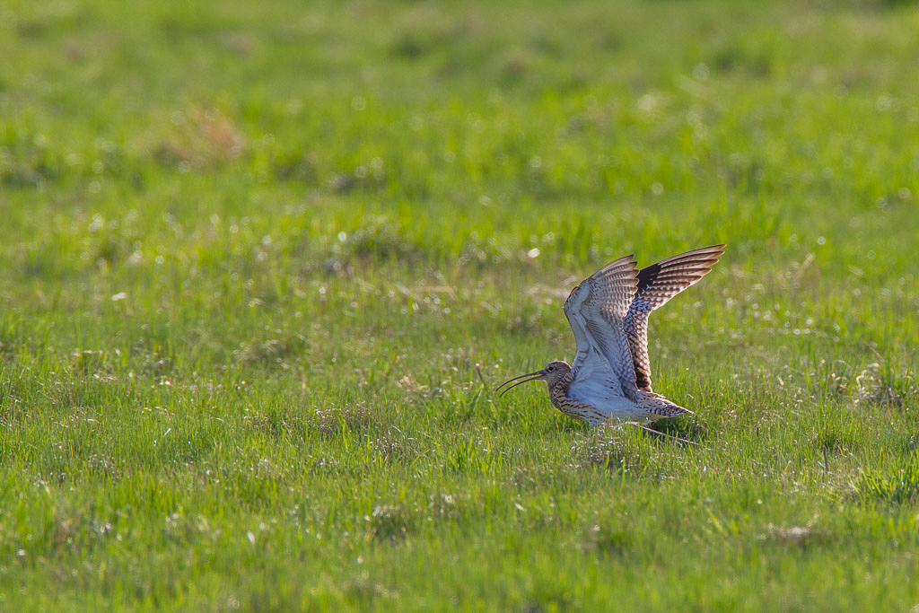 Canon EOS-1D Mark IV - EF600mm f/4L IS USM +1.4x @ 840 mm - 1/640 Sek. bei f / 8,0 - ISO 400