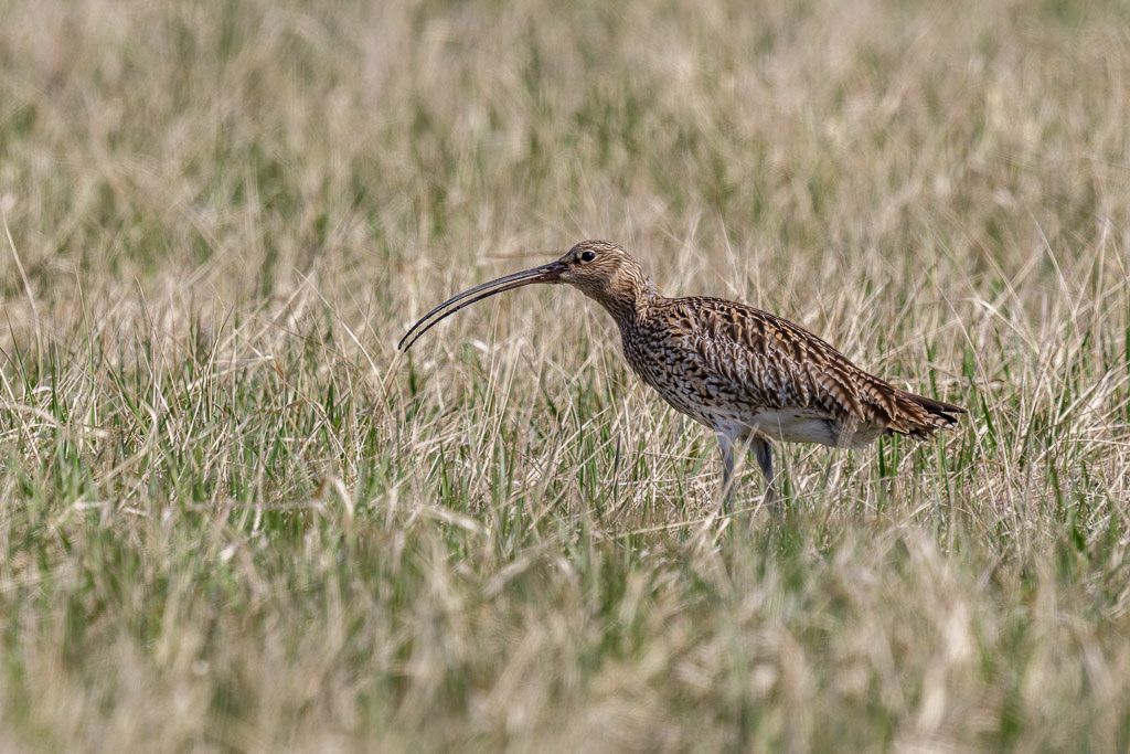 Canon EOS 7D Mark II - EF600mm f/4L IS II USM +1.4x III @ 840 mm - 1/800 Sek. bei f / 8,0 - ISO 200