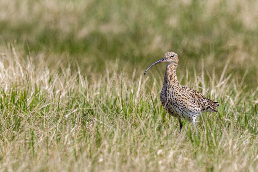 Canon EOS 7D Mark II - EF600mm f/4L IS II USM +1.4x III @ 840 mm - 1/800 Sek. bei f / 8,0 - ISO 200