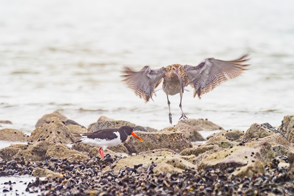 E-M1MarkII - M.300mm F4.0 + MC-14 @ 420 mm - 1/400 Sek. bei f / 5,6 - ISO 800