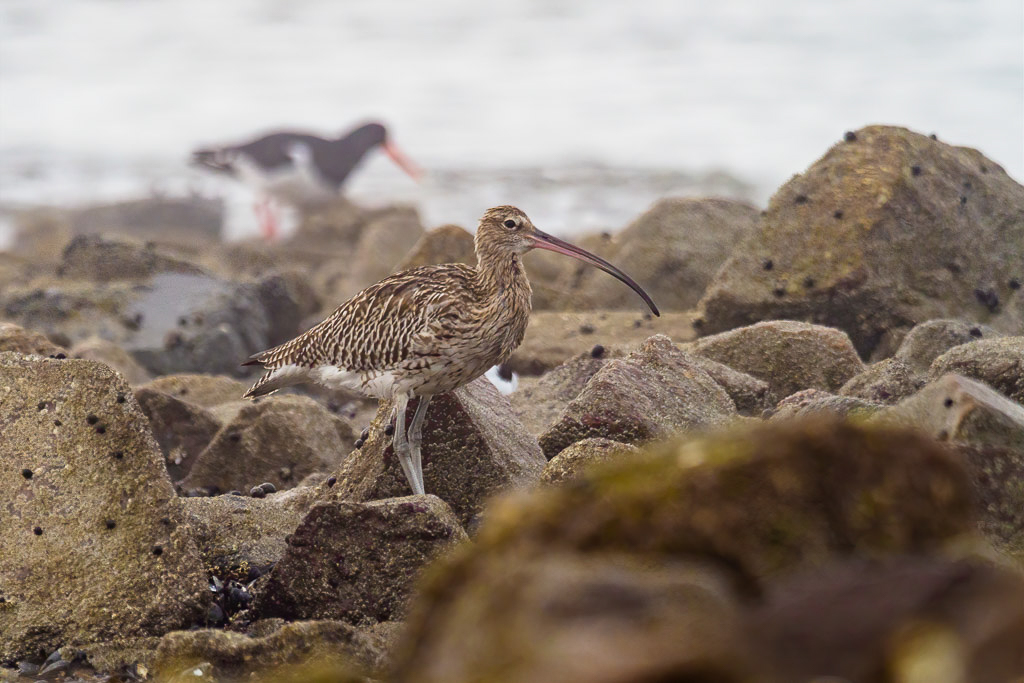 E-M1MarkII - M.300mm F4.0 + MC-14 @ 420 mm - 1/400 Sek. bei f / 5,6 - ISO 800