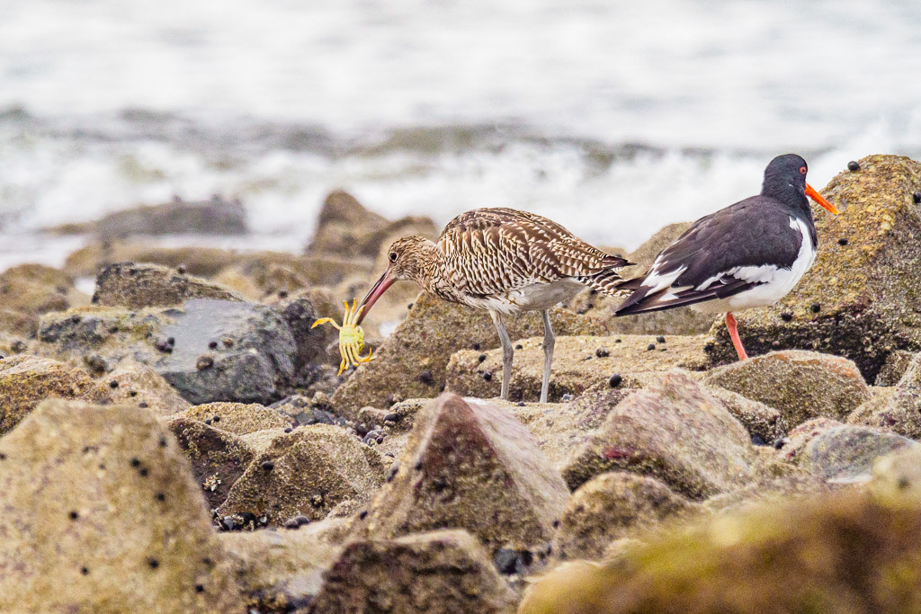 E-M1MarkII - M.300mm F4.0 + MC-14 @ 420 mm - 1/400 Sek. bei f / 5,6 - ISO 800