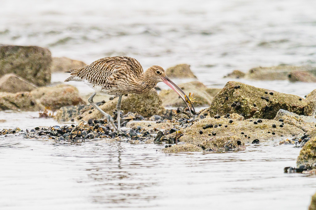 E-M1MarkII - M.300mm F4.0 + MC-14 @ 420 mm - 1/250 Sek. bei f / 5,6 - ISO 400