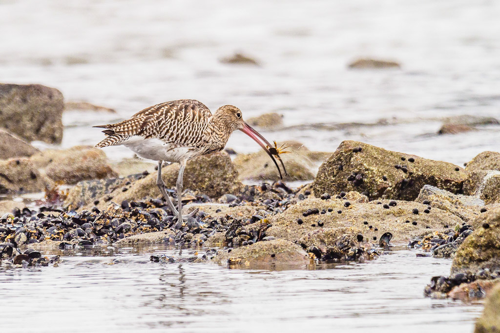 E-M1MarkII - M.300mm F4.0 + MC-14 @ 420 mm - 1/250 Sek. bei f / 5,6 - ISO 400