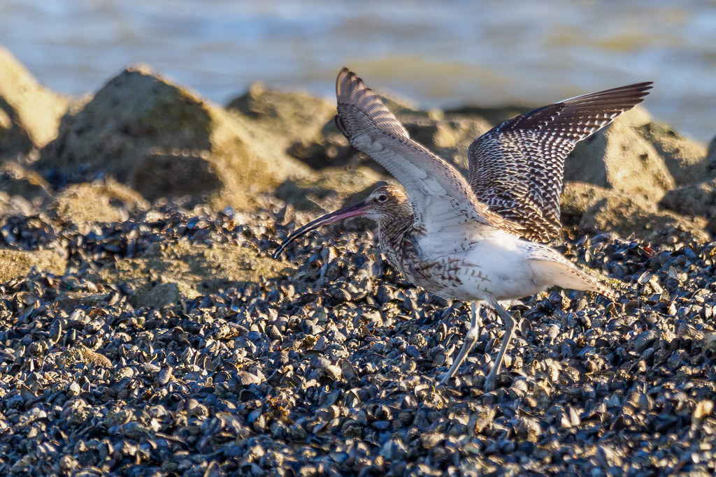 E-M1MarkII - M.300mm F4.0 + MC-14 @ 420 mm - 1/250 Sek. bei f / 5,6 - ISO 200