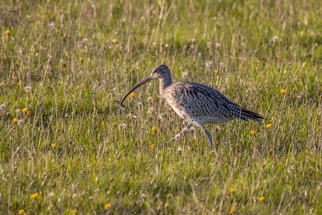 Canon EOS R - 60-600mm F4.5-6.3 DG OS HSM | Sports 018 +1.4x @ 840 mm - 1/250 Sek. bei f / 9,0 - ISO 400