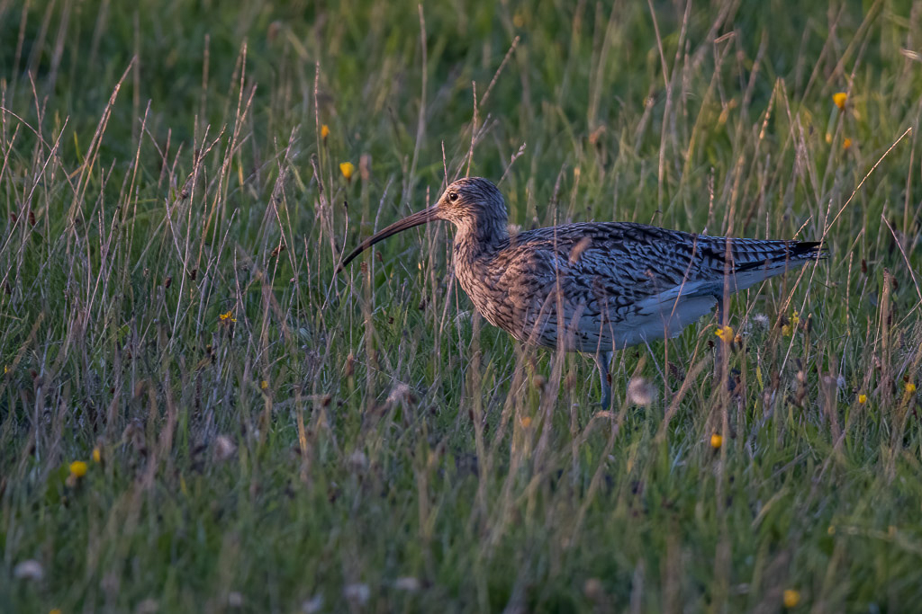 Canon EOS R - 60-600mm F4.5-6.3 DG OS HSM | Sports 018 +1.4x @ 840 mm - 1/320 Sek. bei f / 9,0 - ISO 4000