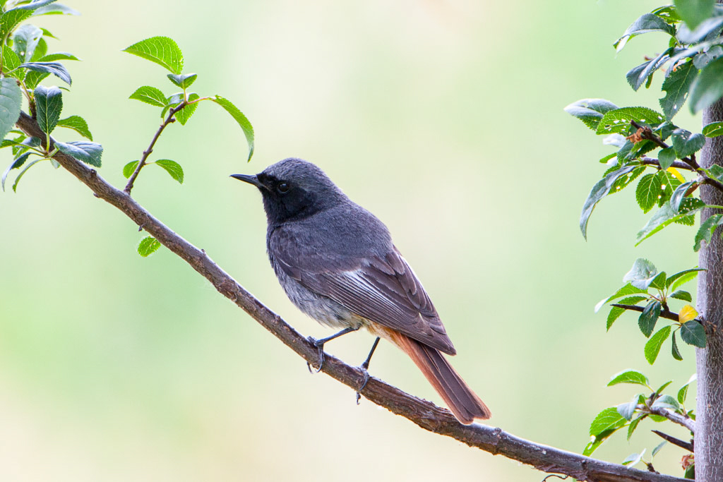 Canon EOS-1D Mark III - EF500mm f/4L IS USM +2.0x @ 1000 mm - 1/80 Sek. bei f / 8,0 - ISO 500