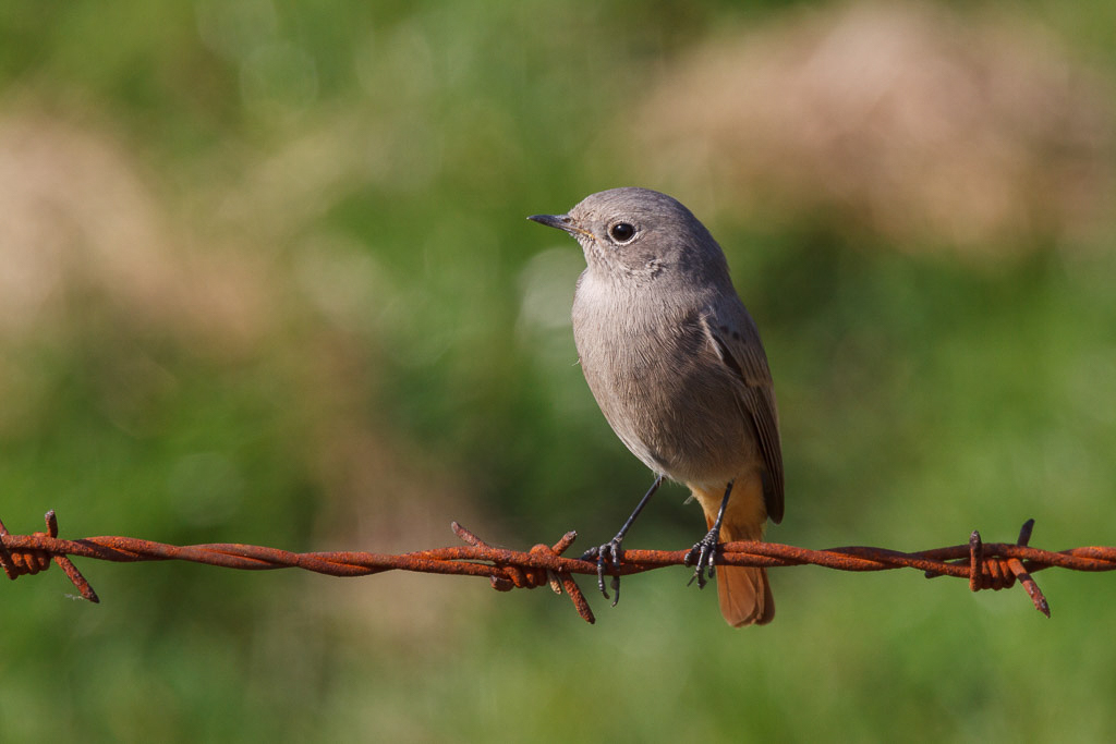 Canon EOS 50D - EF600mm f/4L IS USM +1.4x @ 840 mm - 1/200 Sek. bei f / 13 - ISO 400