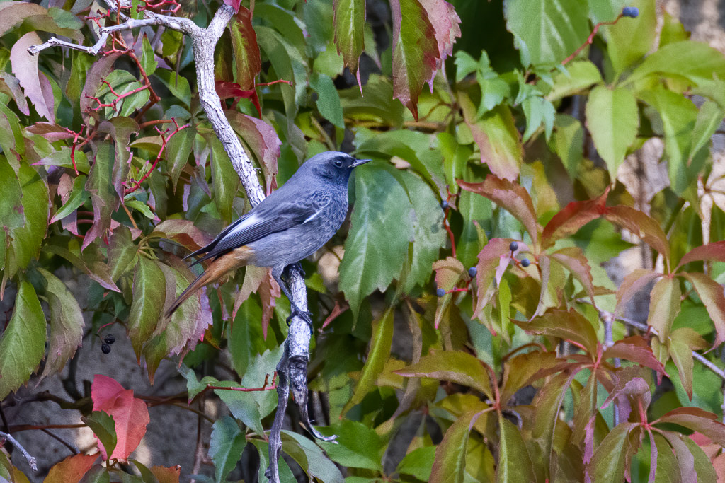 Canon EOS R5 - EF600mm f/4L IS III USM +1.4x III @ 840 mm - 1/500 Sek. bei f / 5,6 - ISO 6400