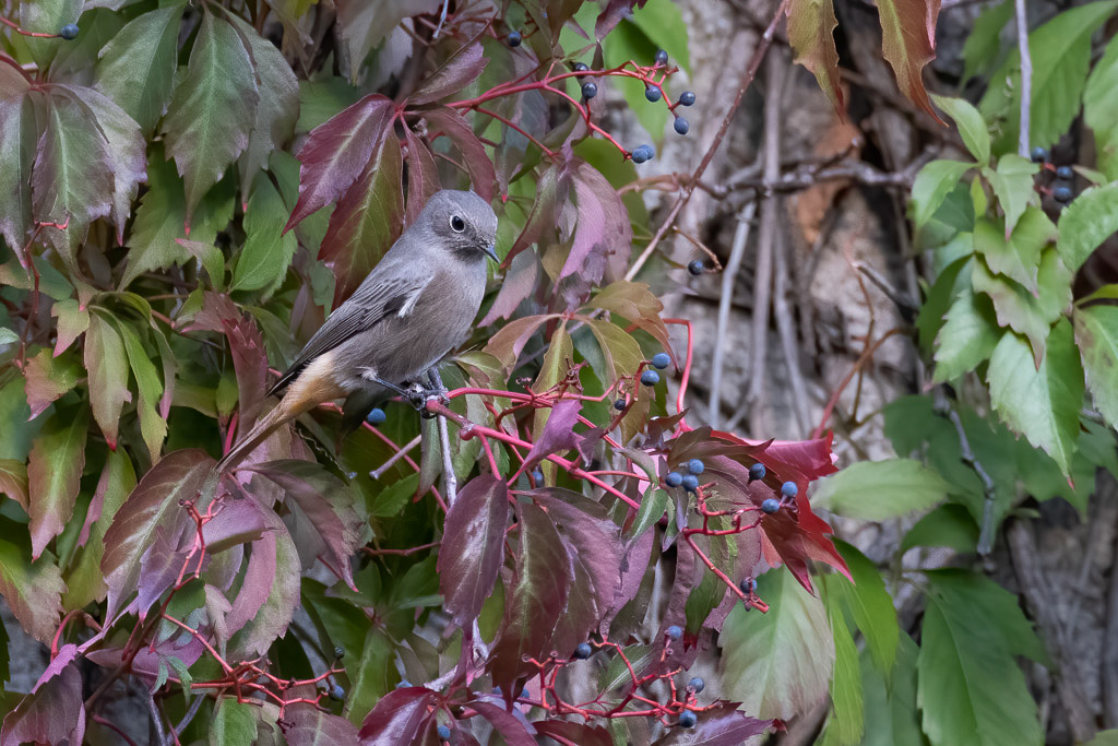 Canon EOS R5 - EF600mm f/4L IS III USM +1.4x III @ 840 mm - 1/500 Sek. bei f / 5,6 - ISO 6400