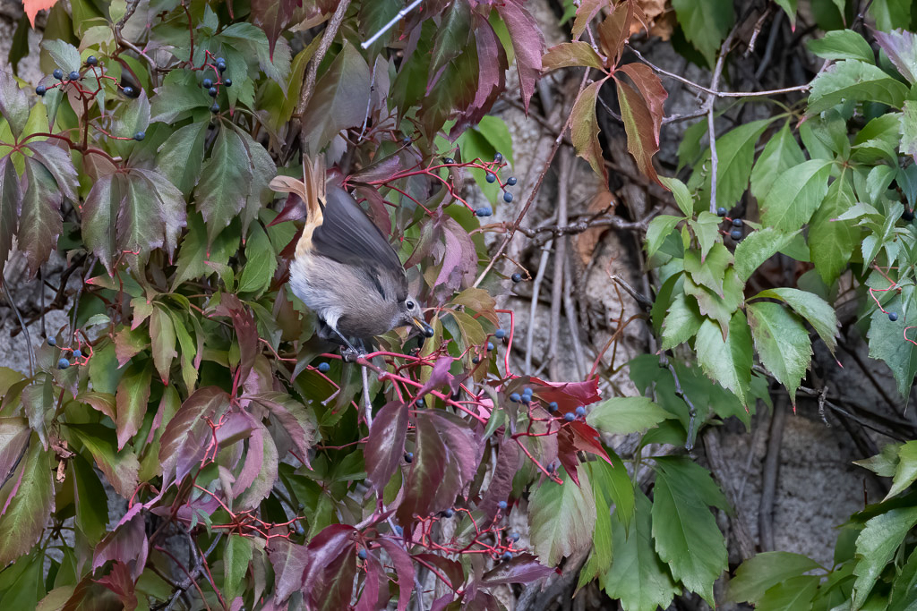 Canon EOS R5 - EF600mm f/4L IS III USM +1.4x III @ 840 mm - 1/500 Sek. bei f / 5,6 - ISO 6400