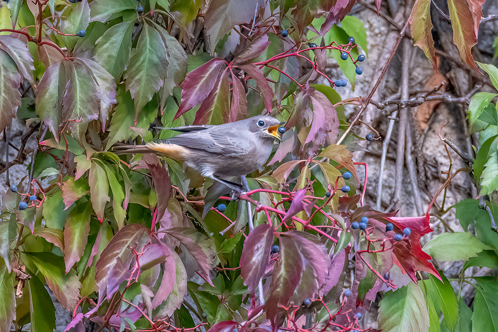 Canon EOS R5 - EF600mm f/4L IS III USM +1.4x III @ 840 mm - 1/500 Sek. bei f / 5,6 - ISO 6400