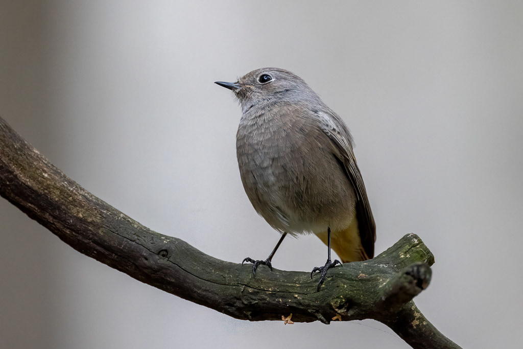 Canon EOS R5 - EF600mm f/4L IS III USM +1.4x III @ 840 mm - 1/640 Sek. bei f / 5,6 - ISO 2500