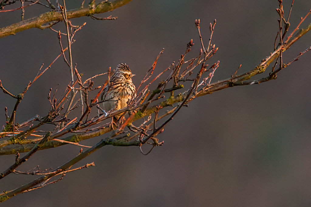 Canon EOS 20D - 500.0 mm @ 700 mm - 1/200 Sek. bei f / 8,0 - ISO 800
