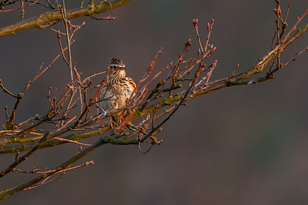 Canon EOS 20D - 500.0 mm @ 700 mm - 1/200 Sek. bei f / 8,0 - ISO 800