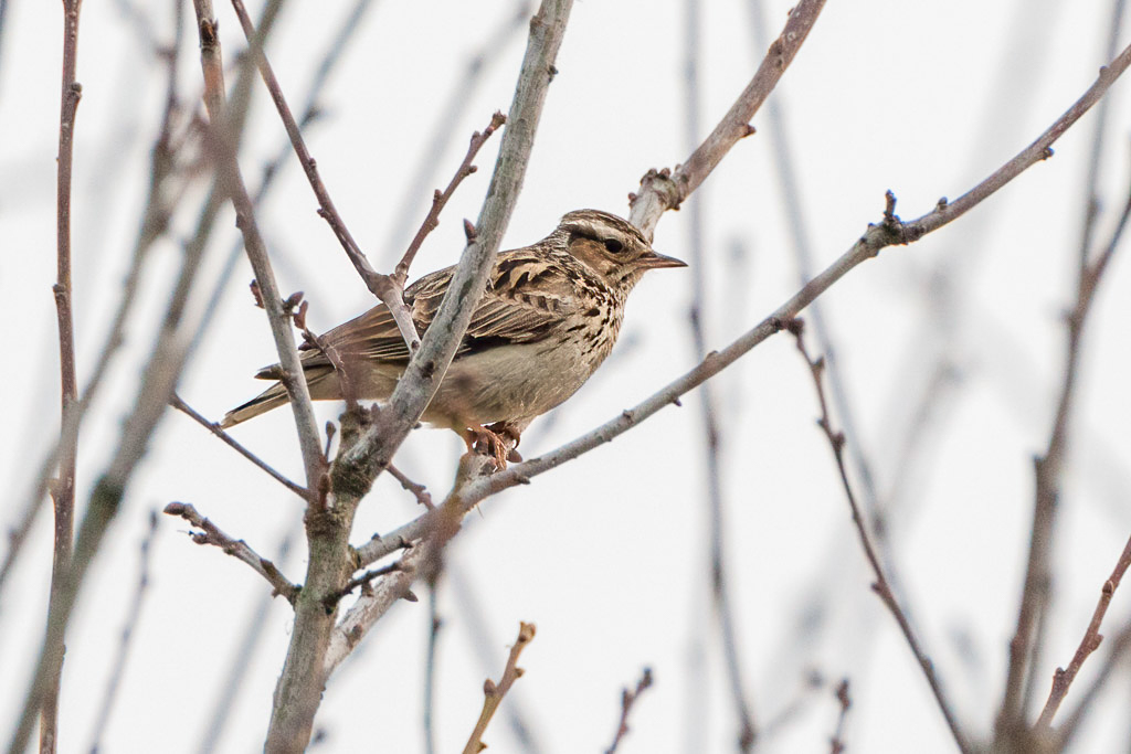 Canon EOS-1D Mark III - EF500mm f/4L IS USM +1.4x @ 700 mm - 1/640 Sek. bei f / 7,1 - ISO 800