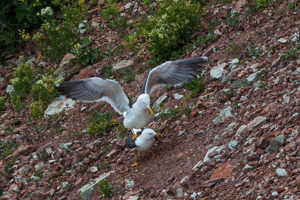 Canon EOS-1D Mark IV - EF600mm f/4L IS USM @ 600 mm - 1/250 Sek. bei f / 6,3 - ISO 200