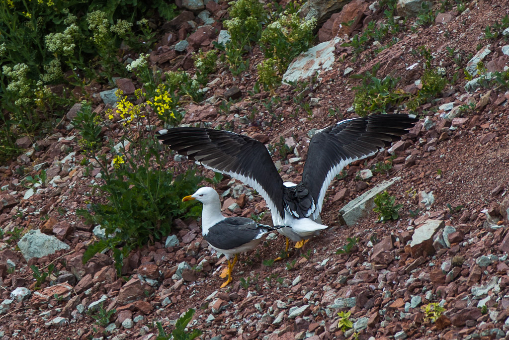 Canon EOS-1D Mark IV - EF600mm f/4L IS USM @ 600 mm - 1/250 Sek. bei f / 6,3 - ISO 200