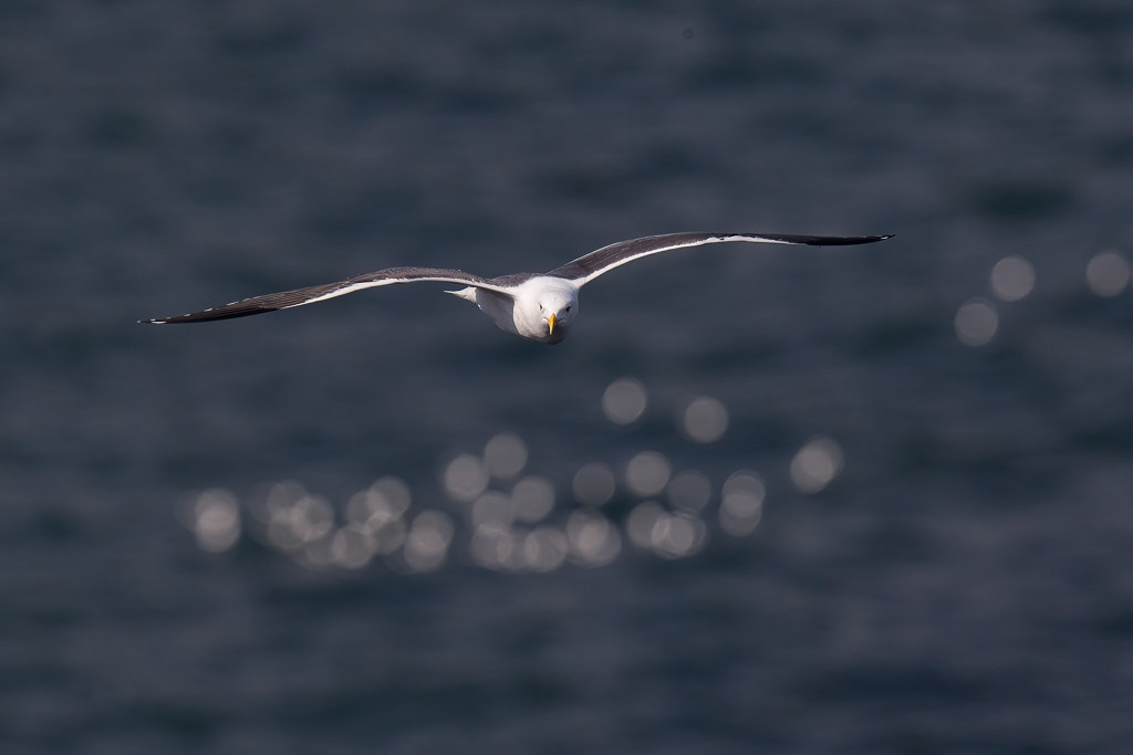 Canon EOS-1D Mark IV - EF600mm f/4L IS II USM @ 600 mm - 1/2500 Sek. bei f / 8,0 - ISO 400