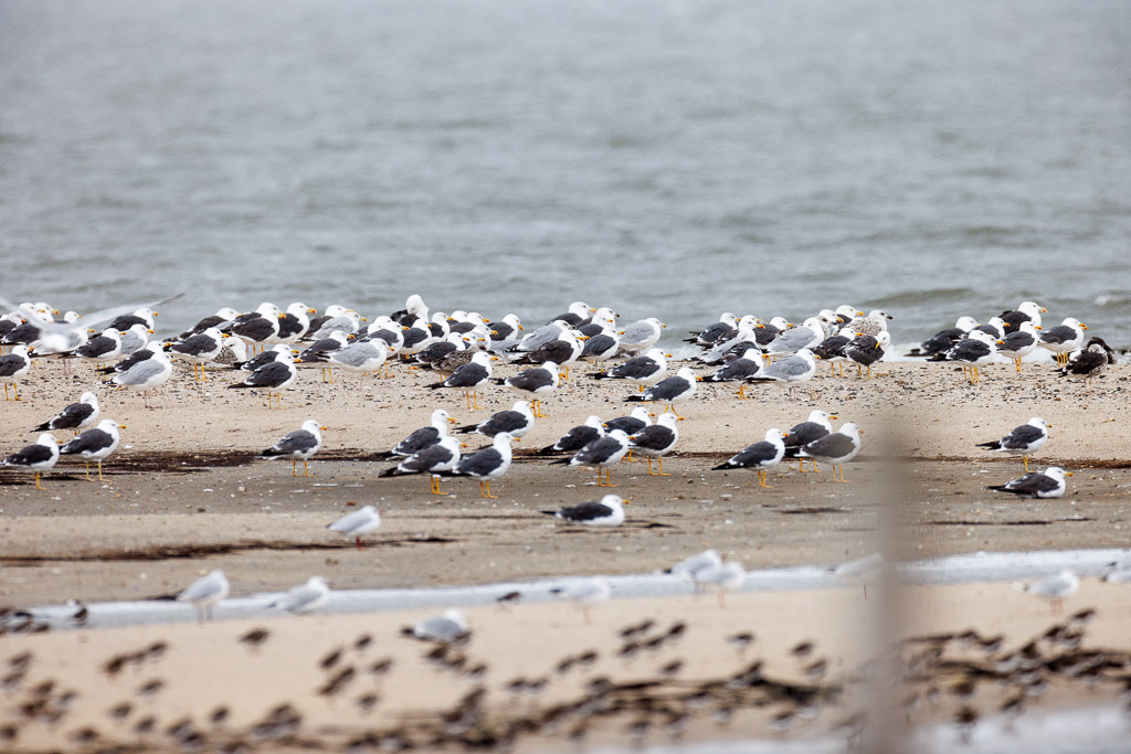 Canon EOS R5 - EF600mm f/4L IS III USM +1.4x III @ 840 mm - 1/250 Sek. bei f / 6,3 - ISO 500