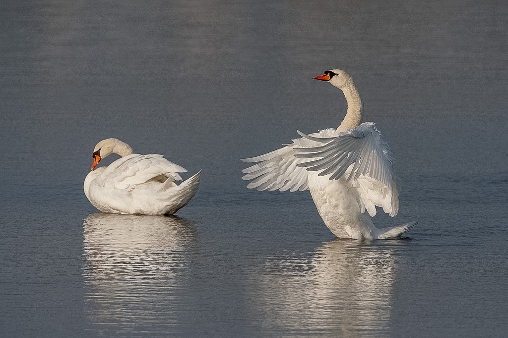Canon EOS-1D Mark III - EF500mm f/4L IS USM +1.4x - 1/3200 Sek. bei f / 8,0 - ISO 800