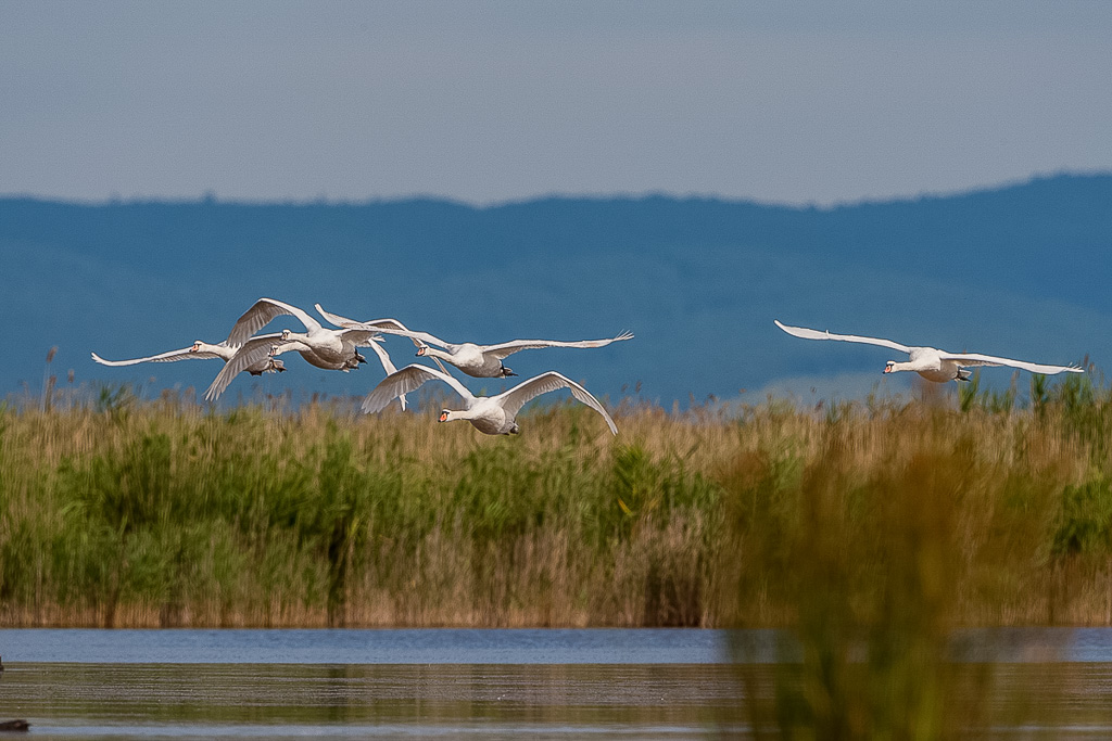 Canon EOS-1D Mark III - EF500mm f/4L IS USM +1.4x - 1/2000 Sek. bei f / 8,0 - ISO 400