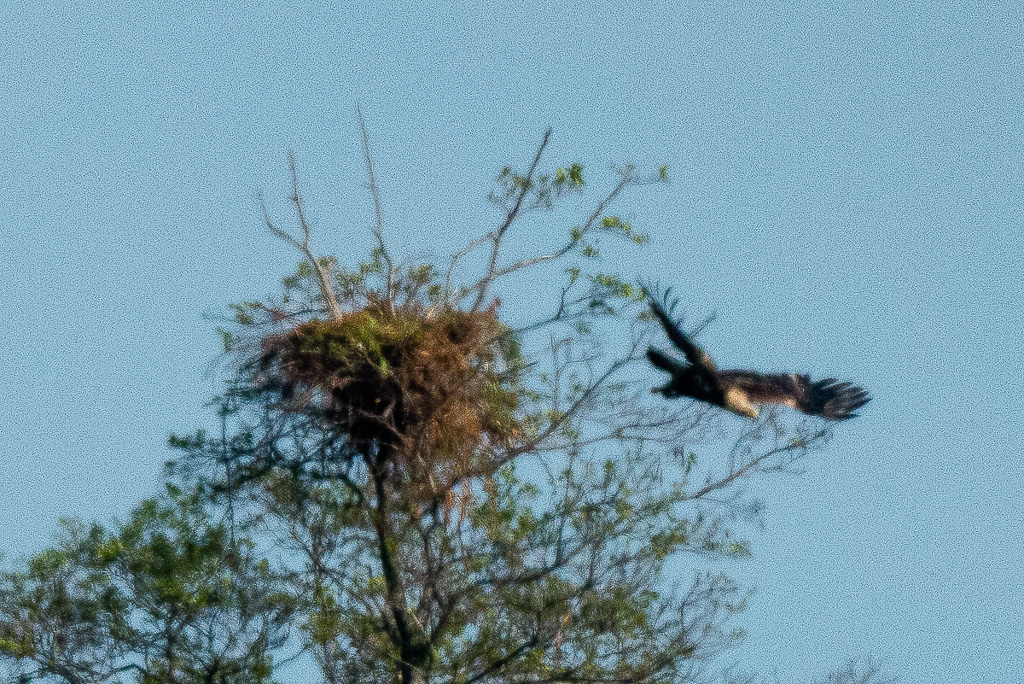 Canon EOS 70D - EF600mm f/4L IS II USM +2x III - 1/5000 Sek. bei f / 8,0 - ISO 800