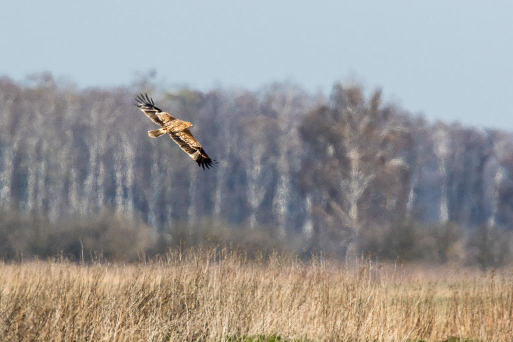 Canon EOS 7D Mark II - EF600mm f/4L IS II USM +1.4x III - 1/1250 Sek. bei f / 8,0 - ISO 400