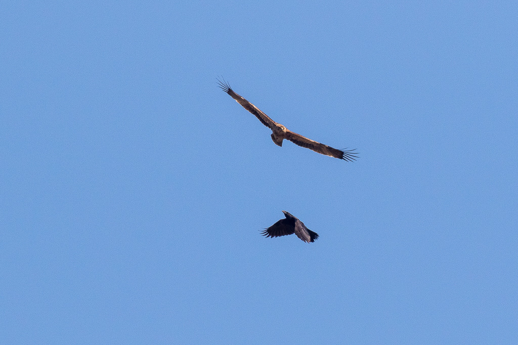 Canon EOS 7D Mark II - EF600mm f/4L IS II USM +1.4x III - 1/2000 Sek. bei f / 8,0 - ISO 400