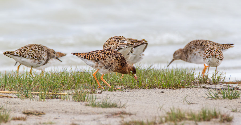Canon EOS-1D Mark IV - EF600mm f/4L IS USM +1.4x @ 840 mm - 1/320 Sek. bei f / 8,0 - ISO 640