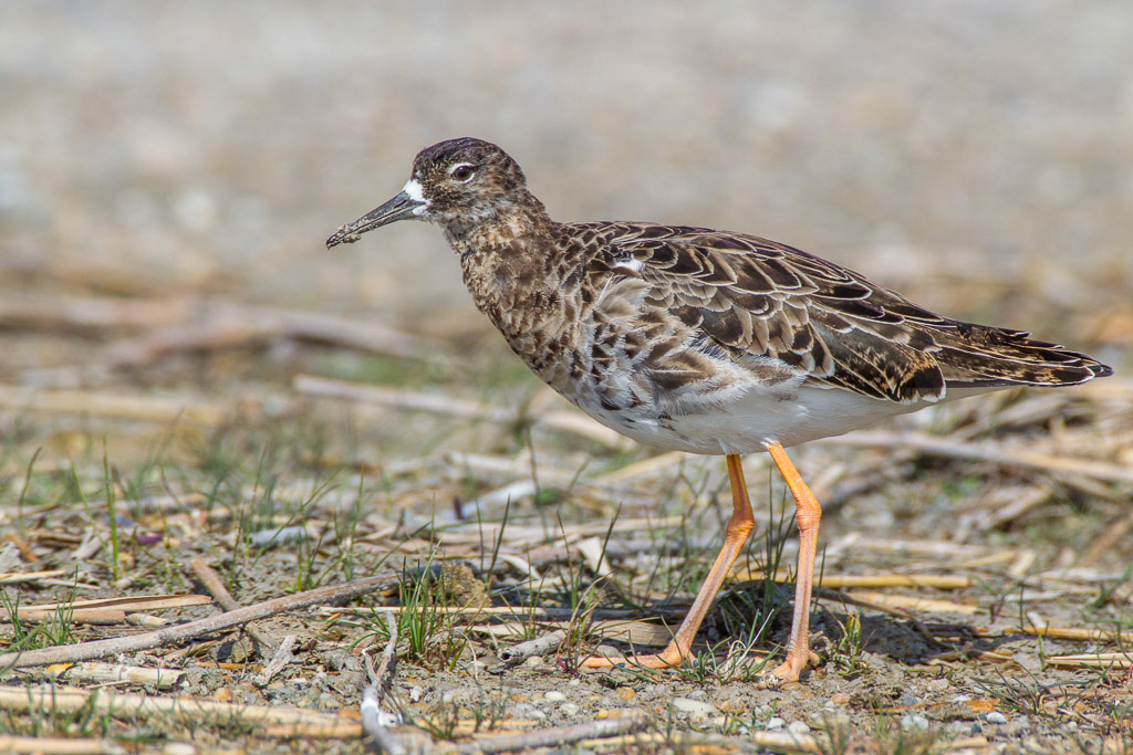 Canon EOS-1D Mark IV - EF600mm f/4L IS USM +2.0x @ 1200 mm - 1/1250 Sek. bei f / 11 - ISO 640
