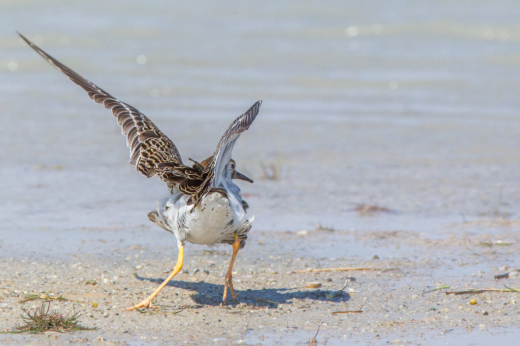 Canon EOS-1D Mark IV - EF600mm f/4L IS USM +1.4x @ 840 mm - 1/2000 Sek. bei f / 14 - ISO 1000